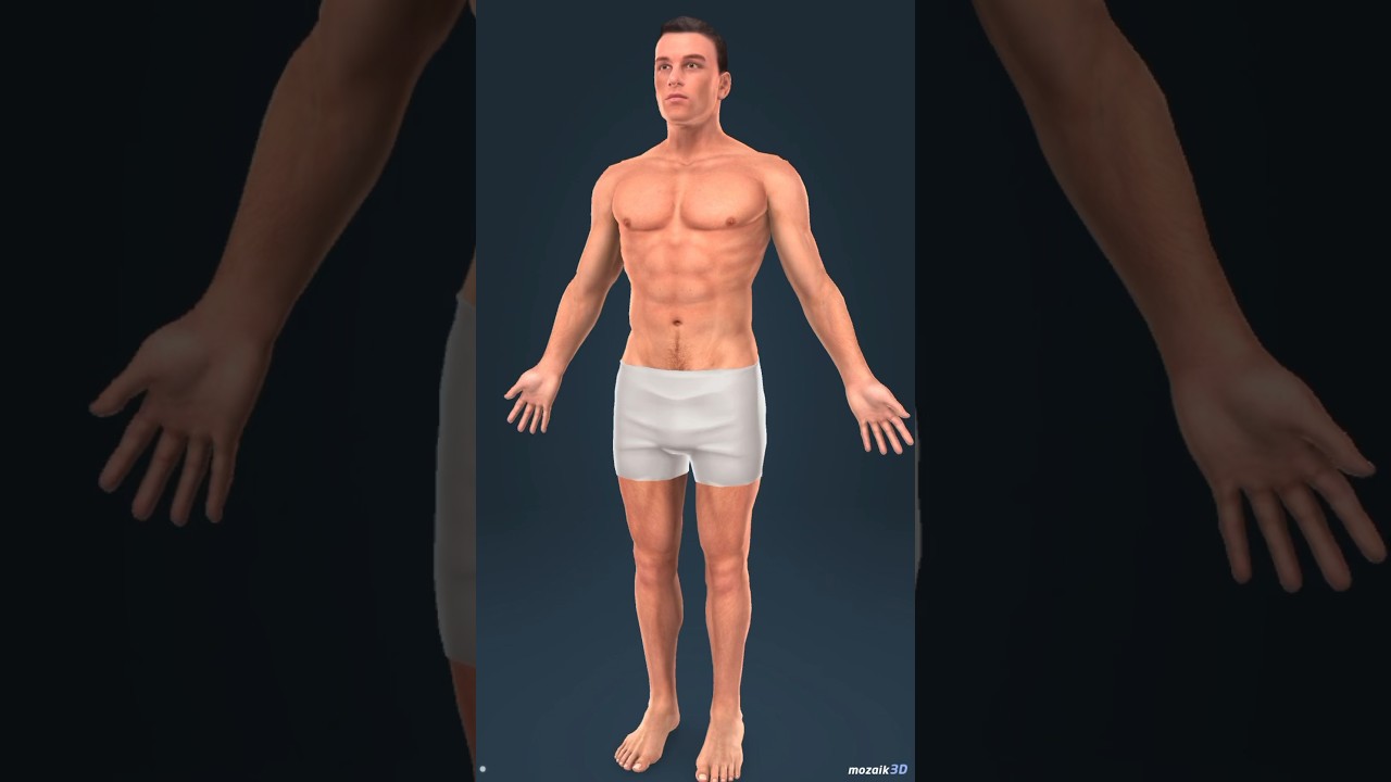 🫀🧬Human body systems|| #science #humanbody #system #animation #wonderful #3danimation #shorts