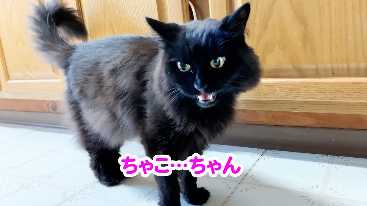 【しゃべる猫】我が家の猫が妻の名前を「ちゃん」づけで呼びました【しおちゃん】