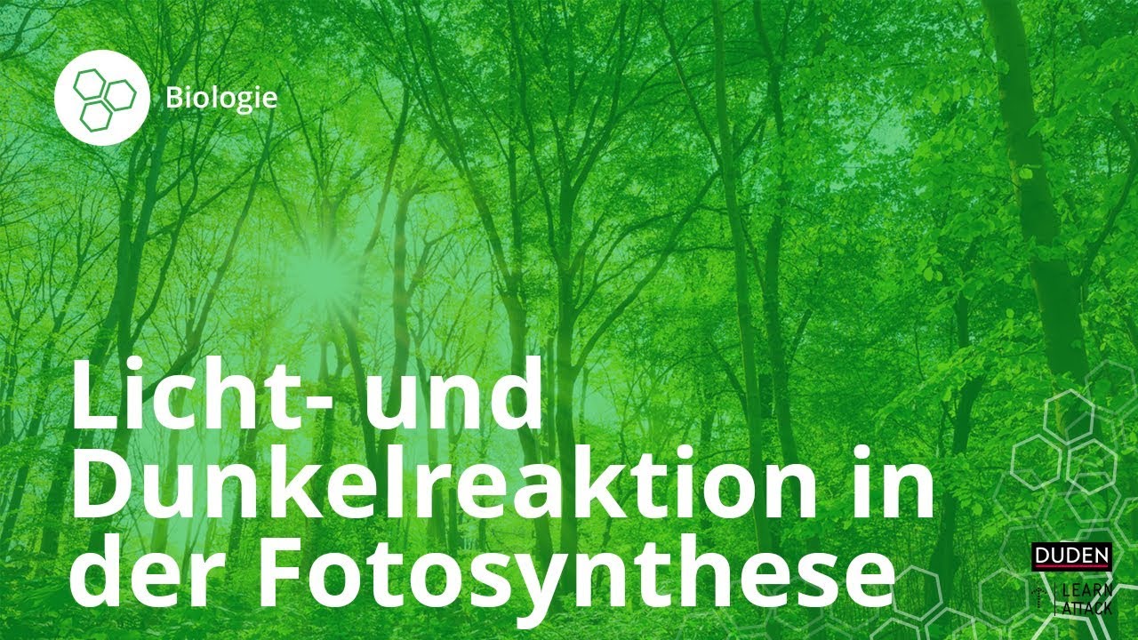Licht- und Dunkelreaktion in der Fotosynthese – Biologie | Duden Learnattack