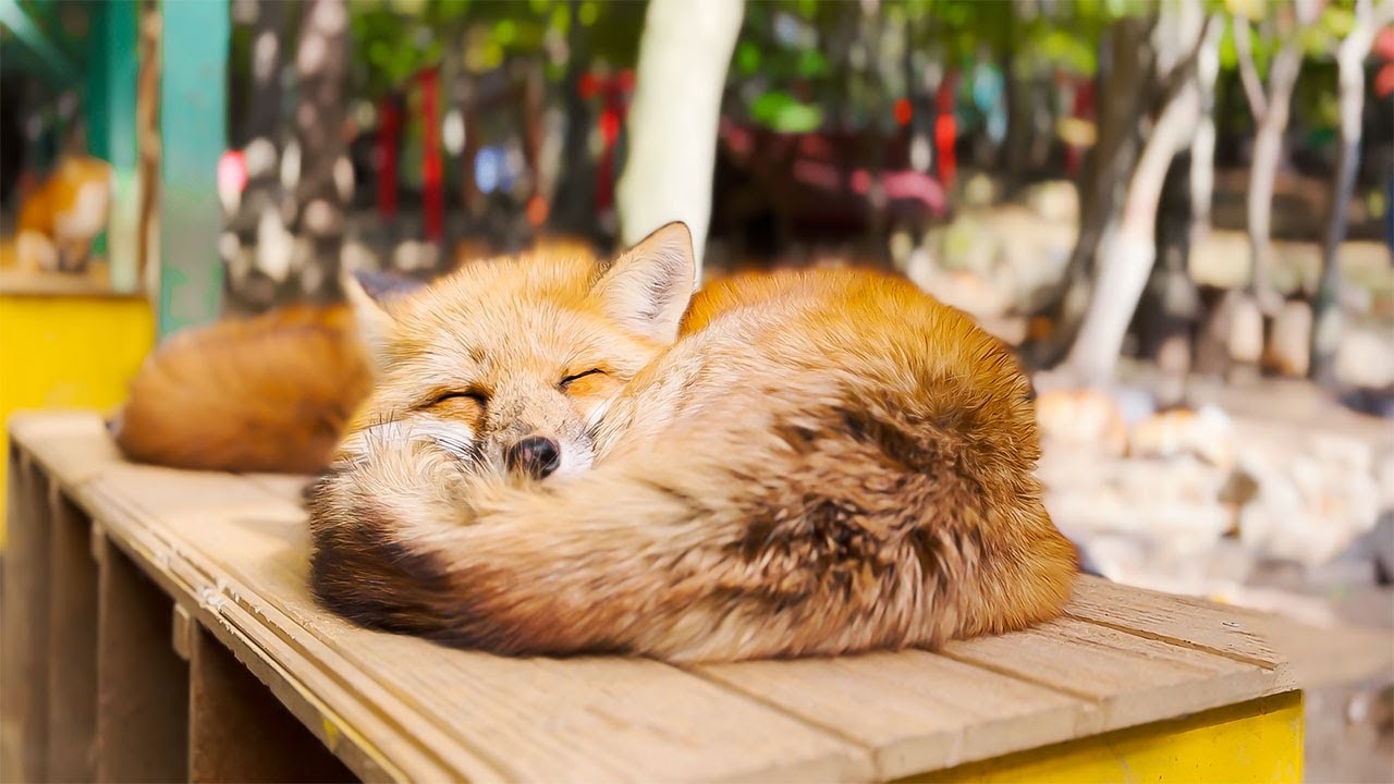 Посещение японской лисьей деревни🦊 | Деревня лис Мияги Зао | АСМР