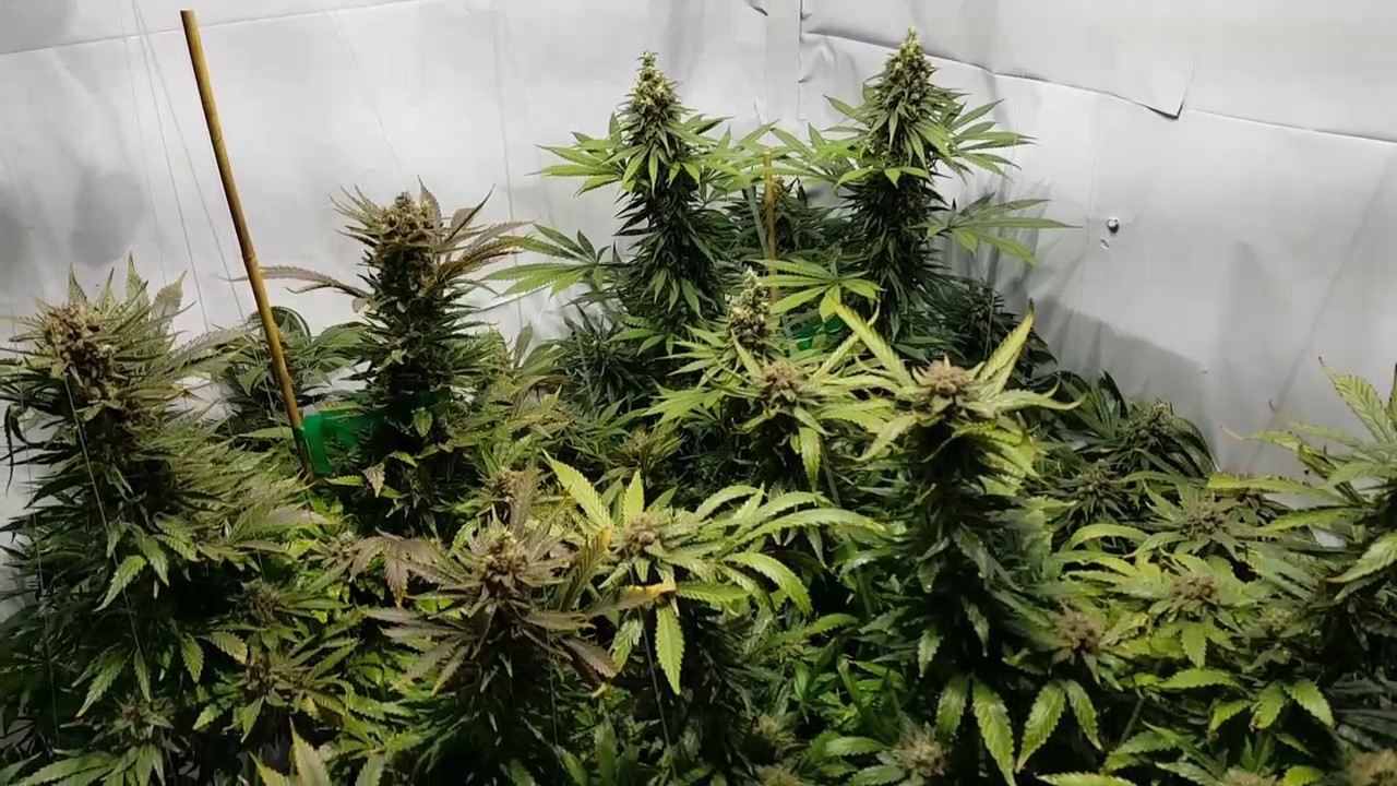 duo lux 600 new grow.