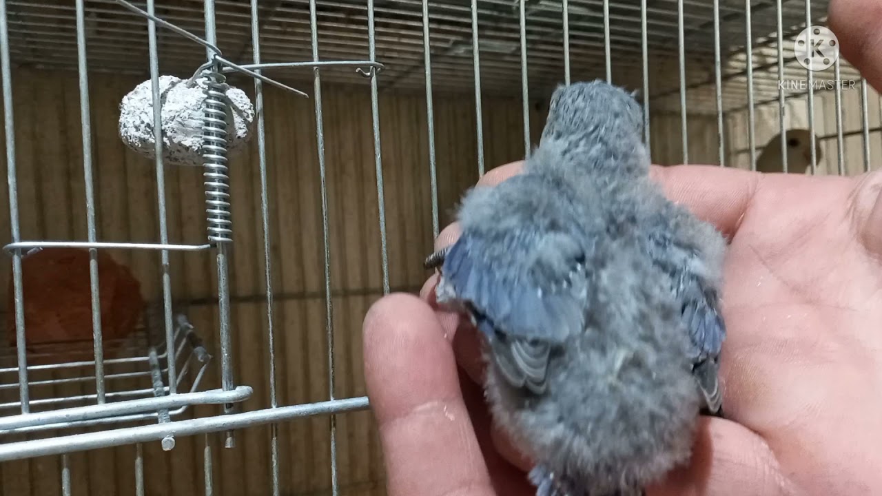 reprodução de agapornis filhotes violeta como forma casal para nascer mais azul que malva