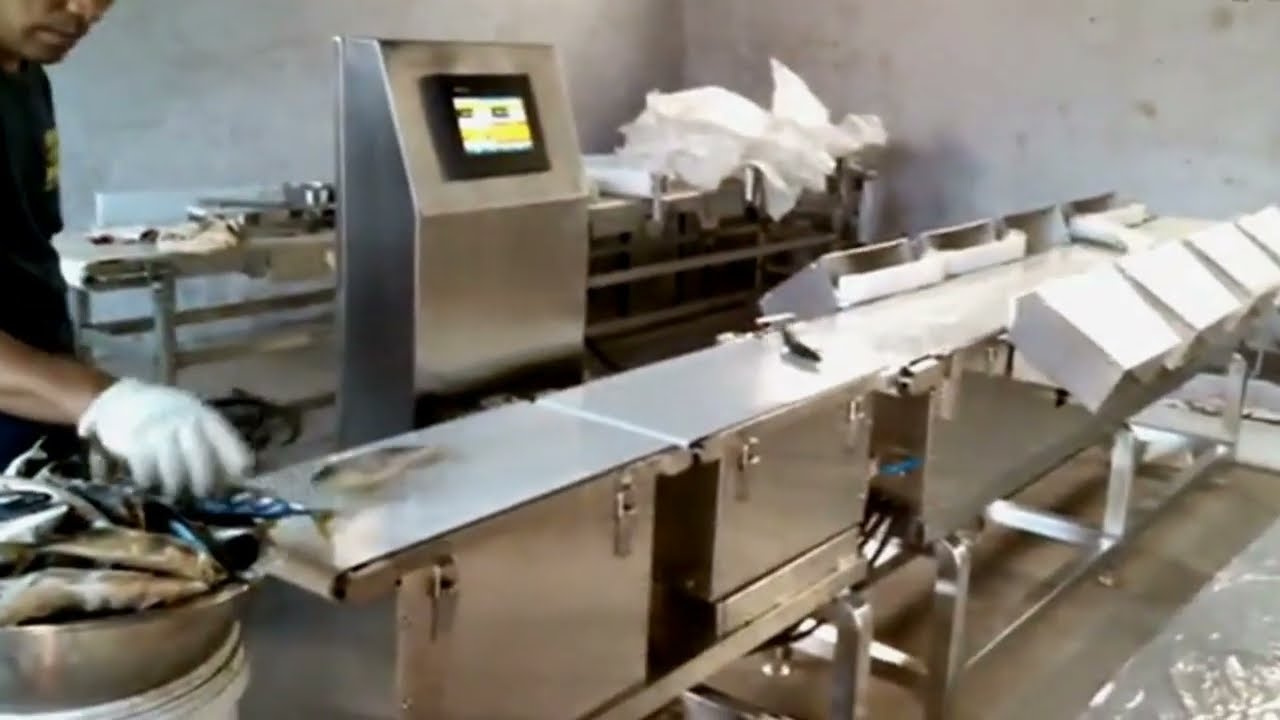 Weight check and sorting machine for seafood