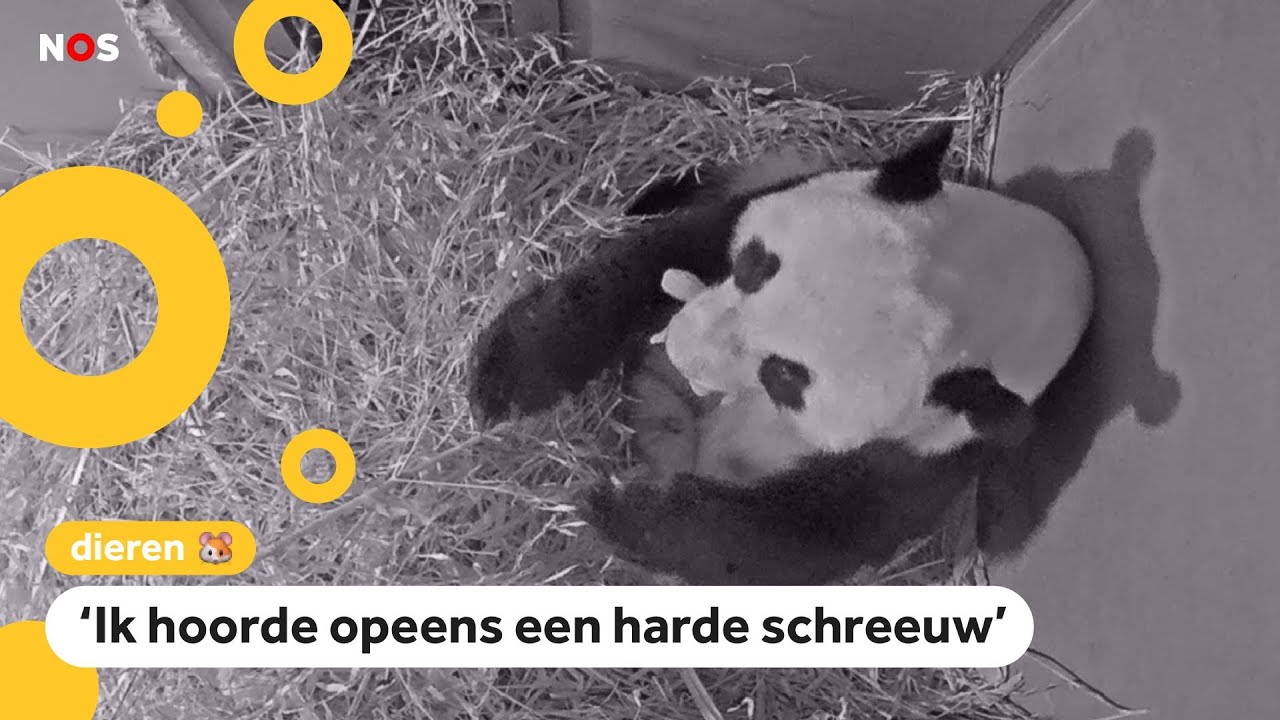 Voor het eerst reuzenpandajong geboren in Nederland