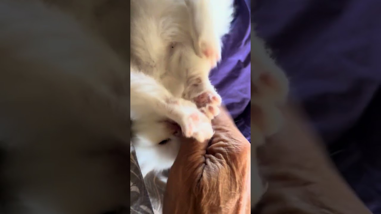 Silly Millie ￼ Fighting Baby Kitten&hellip; 