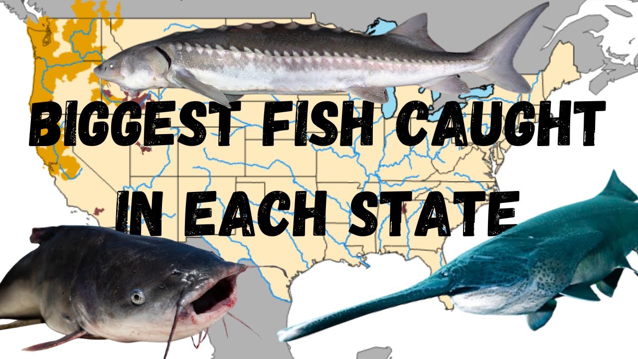 The Biggest Fish Caught In Every State (and location)