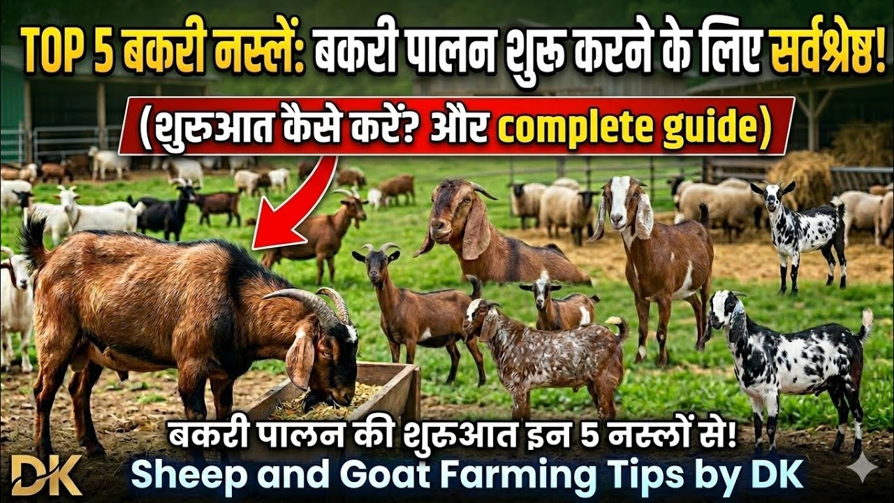 टाॅप 5 नस्लों से शुरू करें बकरी पालन🐐 – होगा जबरदस्त फायदा   @VetDkswami 