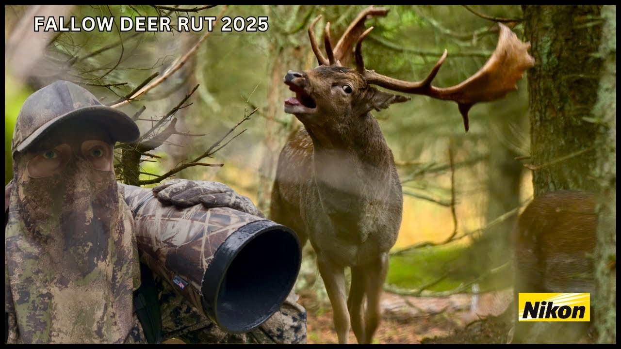 Fallow Deer Rutting in the Wild | Magical Autumn Forest in Denmark