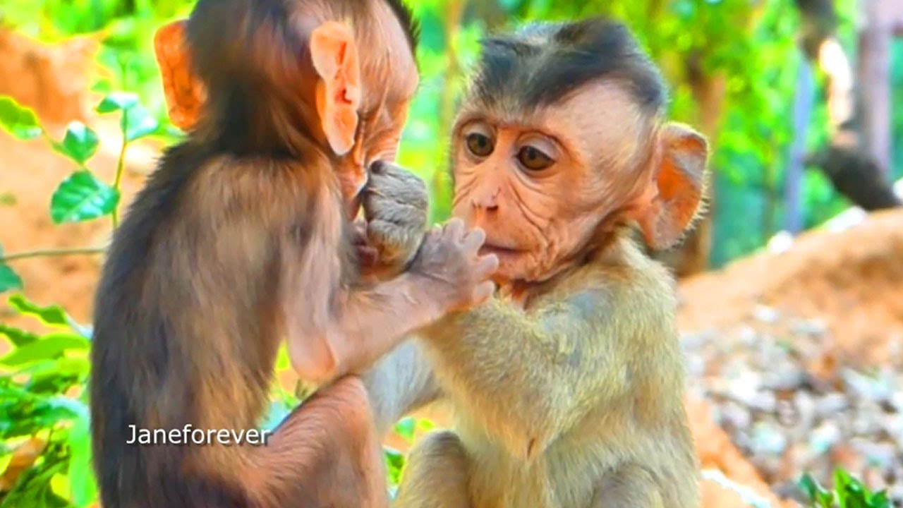 Jealous bigger baby monkey checking up and grabbing fruit from tiny one mouth #janeforever