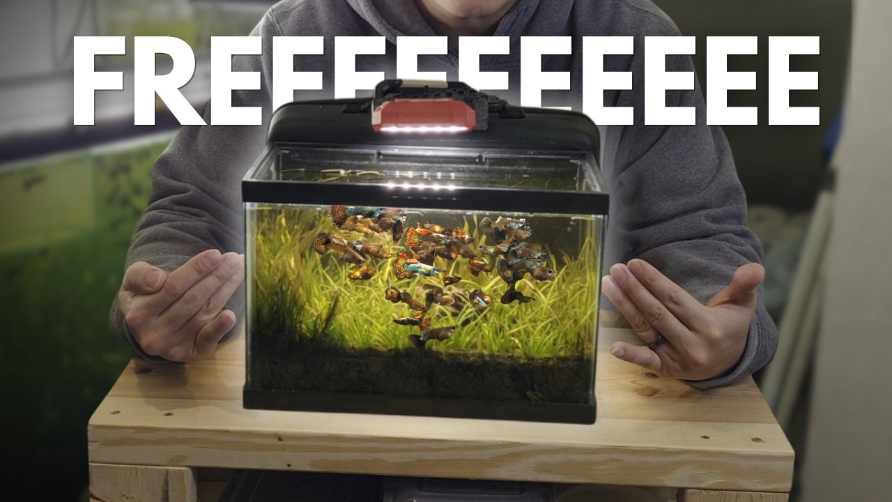 Lowest Budget Guppy Fish Tank Setup