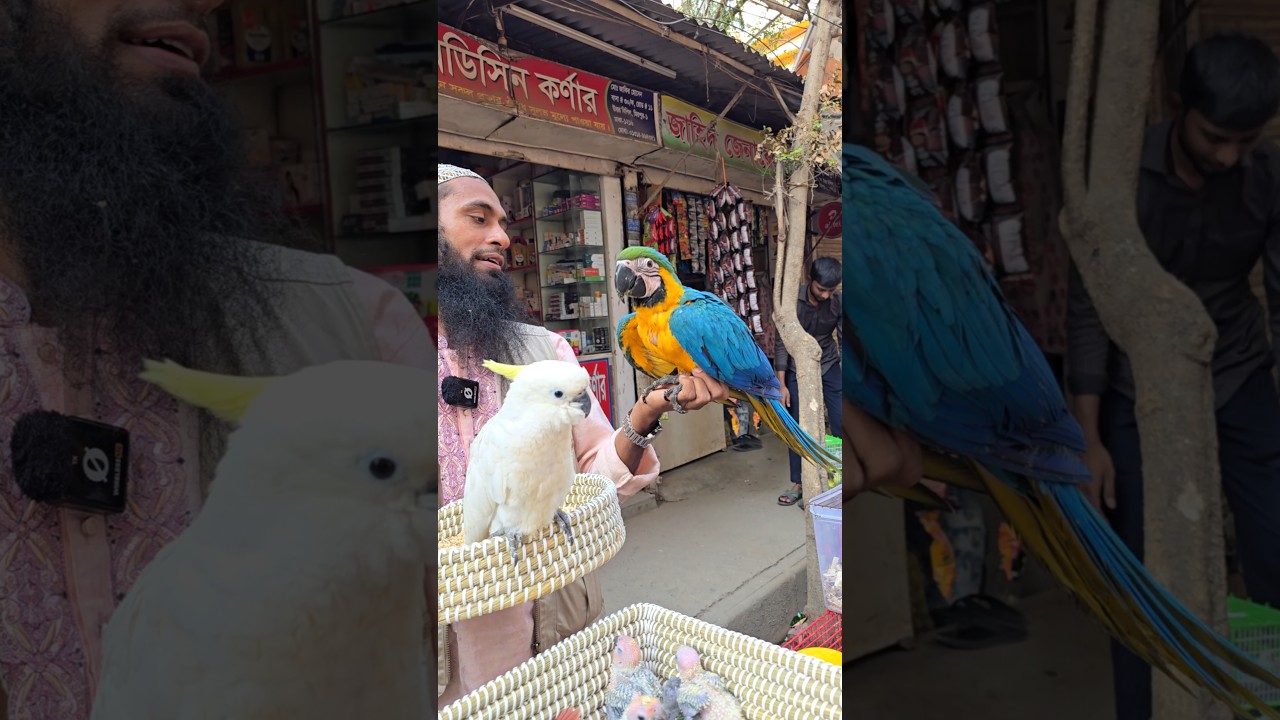 Ара и какаду | Цена на птиц ара в Бангладеш #mirpur_1_birds_market #macaw