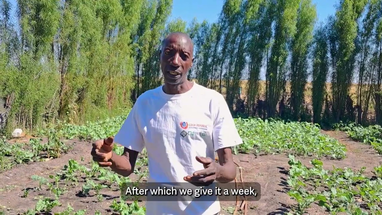 Bioslurry - effects of this wonderful fertiliser in Zambia