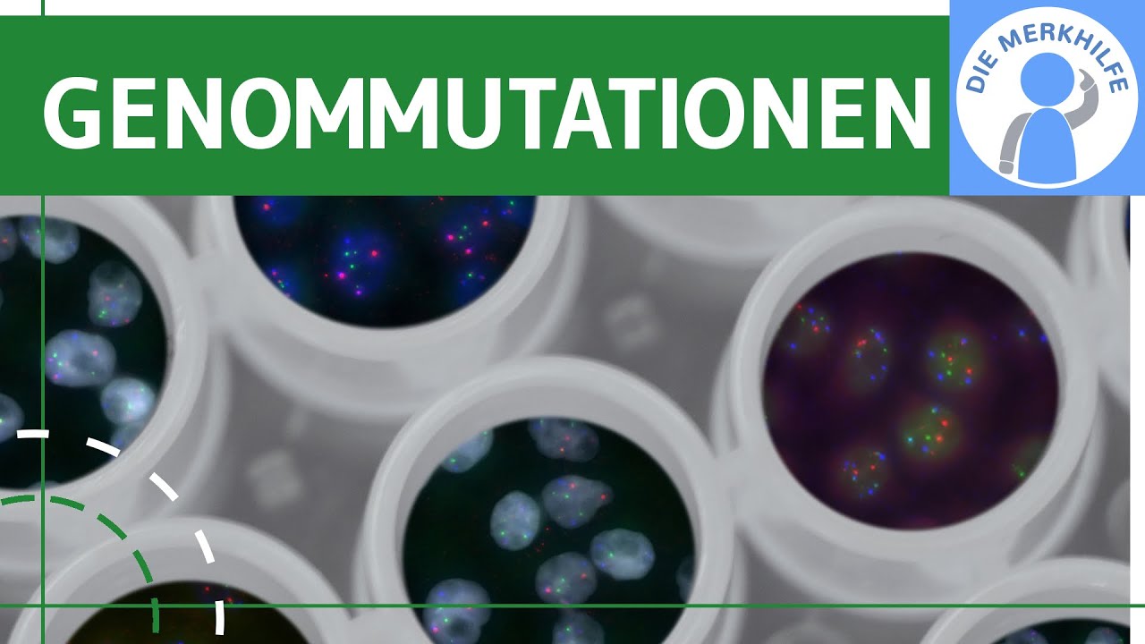 Genommutationen - Begriff, Chromosomen, polyploide & aneuploide Mutation einfach erklärt - Genetik