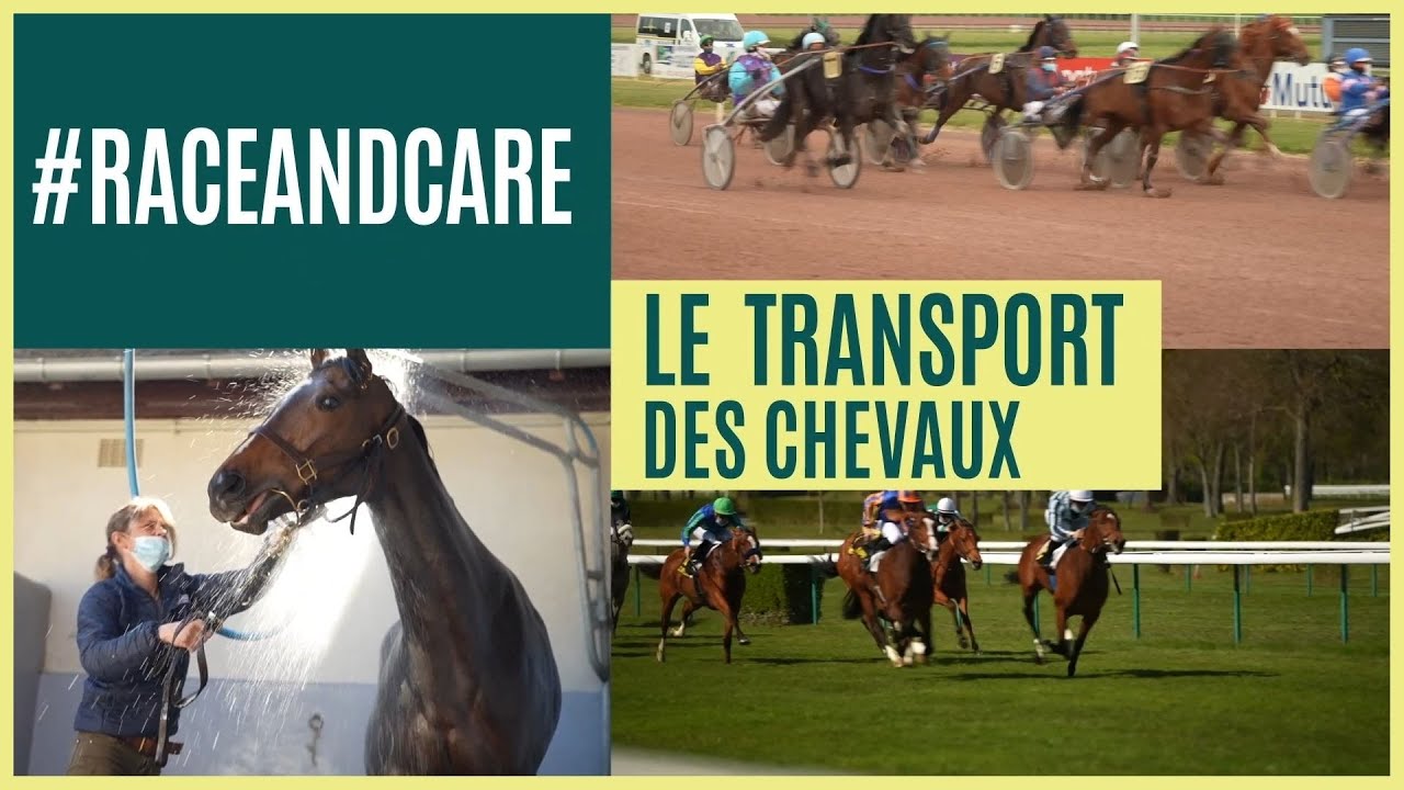 LE TRANSPORT DES CHEVAUX | Le Bien-Etre du Cheval sur l’Hippodrome, Épisode 11