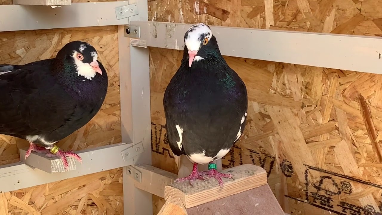 ОБНОВЛЕНИЕ ПО РАЗВЕДЕНИЮ И КОМПЛЕКТАЦИИ Birmingham Roller Pigeons