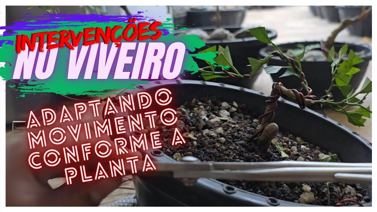 INTERVENÇÕES NO VIVEIRO 🌳 ARAMANDO MUDAS EM POTENCIAL - CRIANDO BONSAI