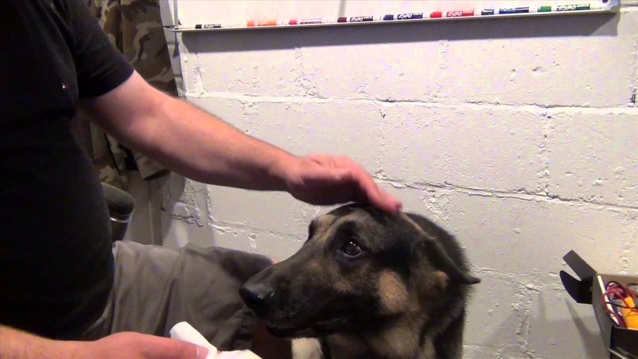 Aggressive German Shepherd Ear Cleaning