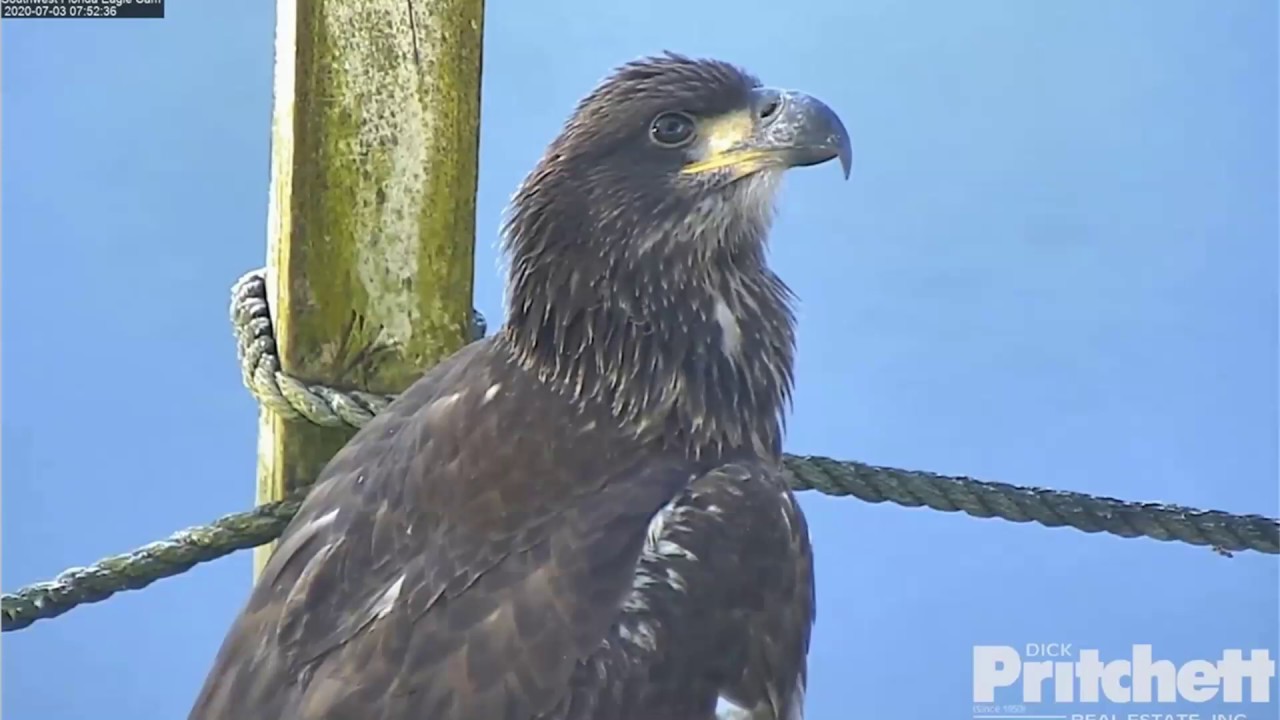 SWFL Eagles ~ Dual Flights Over Pasture! Gorgeous Closeups of E16 💕 E15 Plays With Palm Frond 7.3.20