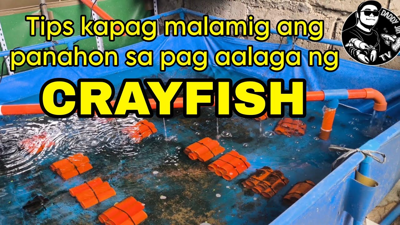 tips kapag malamig ang panahon sa pag aalaga ng crayfish || crayfish farming