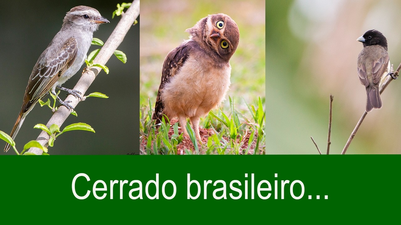 Aves do Cerrado e um encontro com o sagui-de-tufos-pretos | Brasília, DF