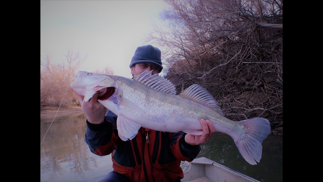 PESCA DE GRANDES LUCIOPERCAS A MOSCA Y LANCE.