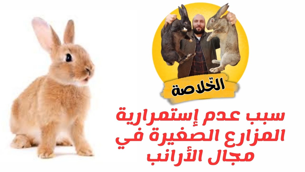 سبب عدم إستمرارية المزارع الصغيرة في مجال الأرانب