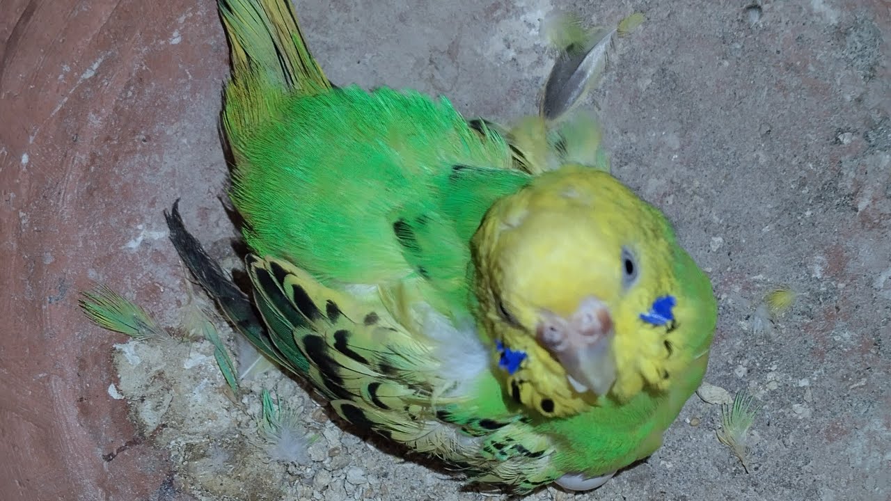 New life in the nest:- Budgie hatching her🥚 eggs