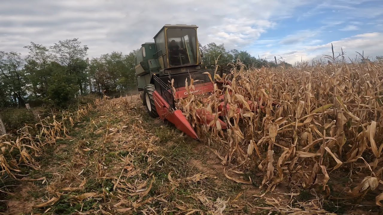 Combina-vlog-John Deere 965-La recoltat porumbul boabe din anul 2025 ep2