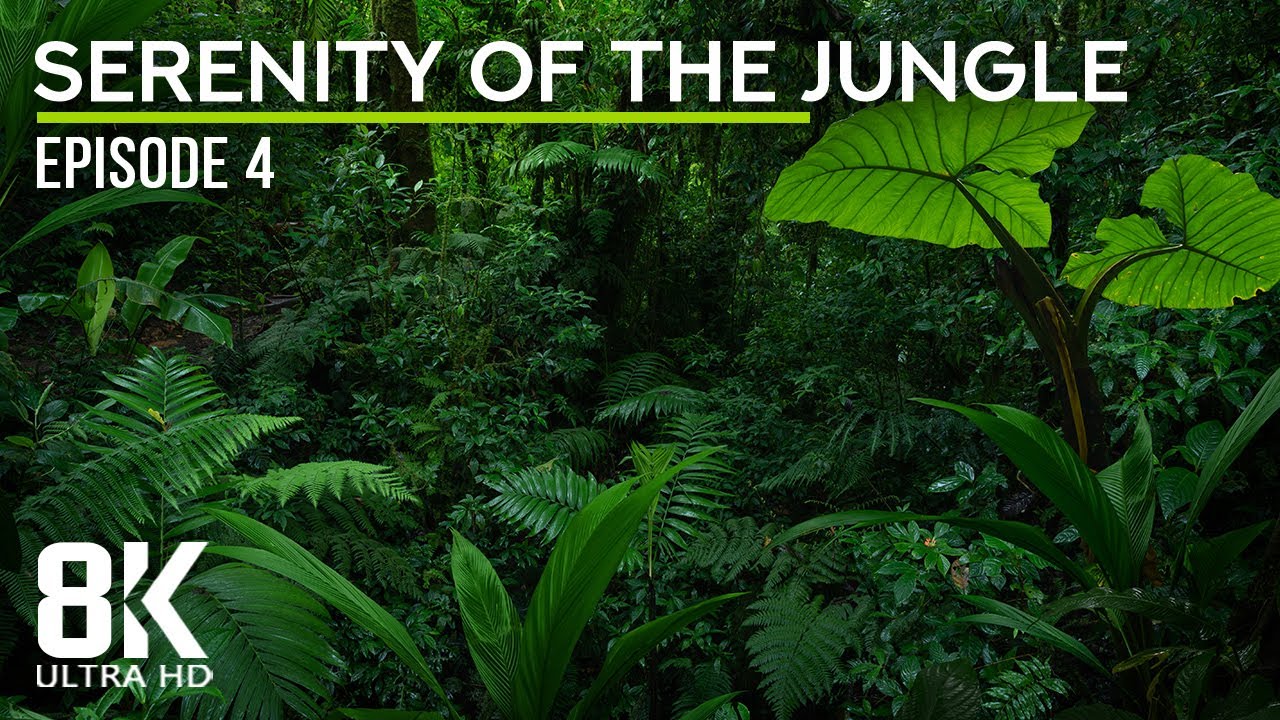 Tropical Birds Songs & Cicadas Buzzing - 8K Immersion in the Lush Serenity of the Jungle - Episode 4