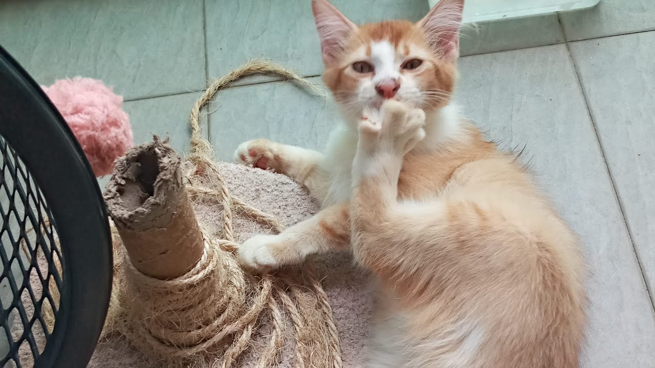 Cats & kittens are 845 & 754 & 680 & 597 & 496 & 479 & 431 & 355 & 240 & 202 & 102 & 262 &196 &94&60