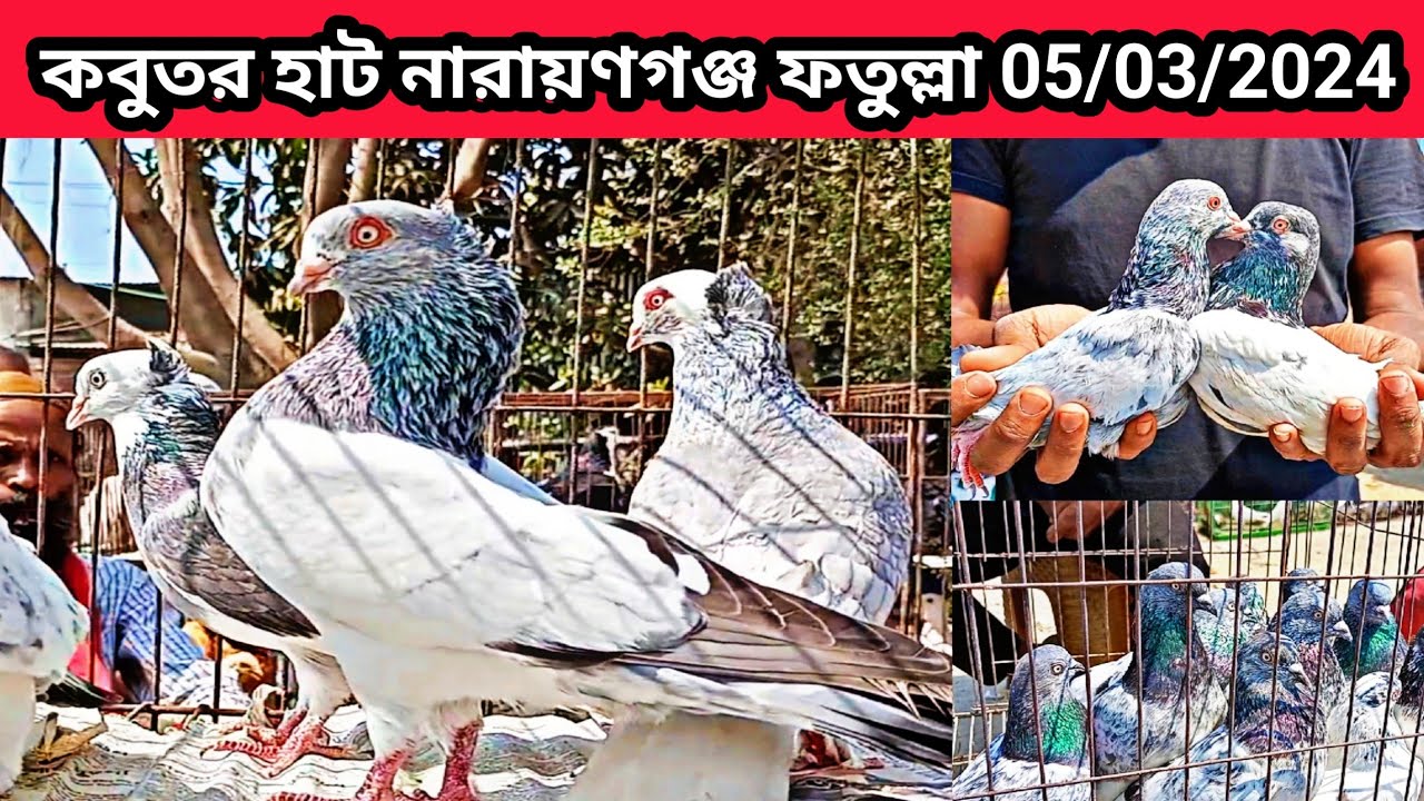 05/03/2024 কবুতর হাট  নারায়ণগঞ্জ ফতুল্লা। কবুতরের হাট। ফতুল্লা কবুতর হাট। কবুতরের বাচ্চা। pigeons