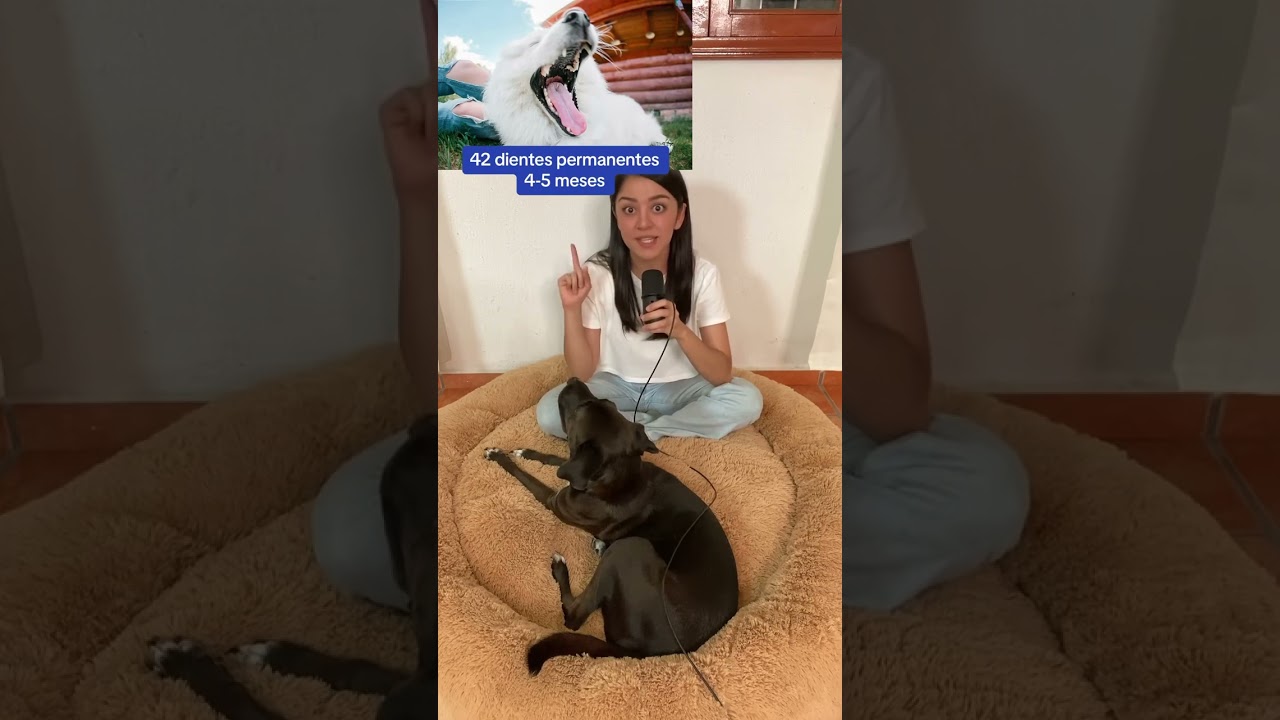 &iquest;No sabes la edad de tu perro?😱 &iexcl;CHECA SUS DIENTES! 😱 #tiktok #perros #datoscuriosos #dog #dientes
