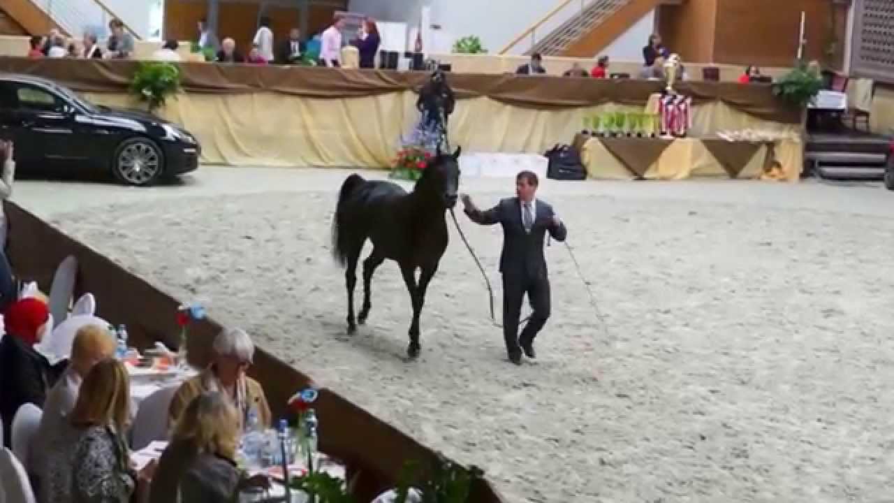 Arabský plnokrevník , Mezinárodní výstava Praha Intercup 5.-6.9.015