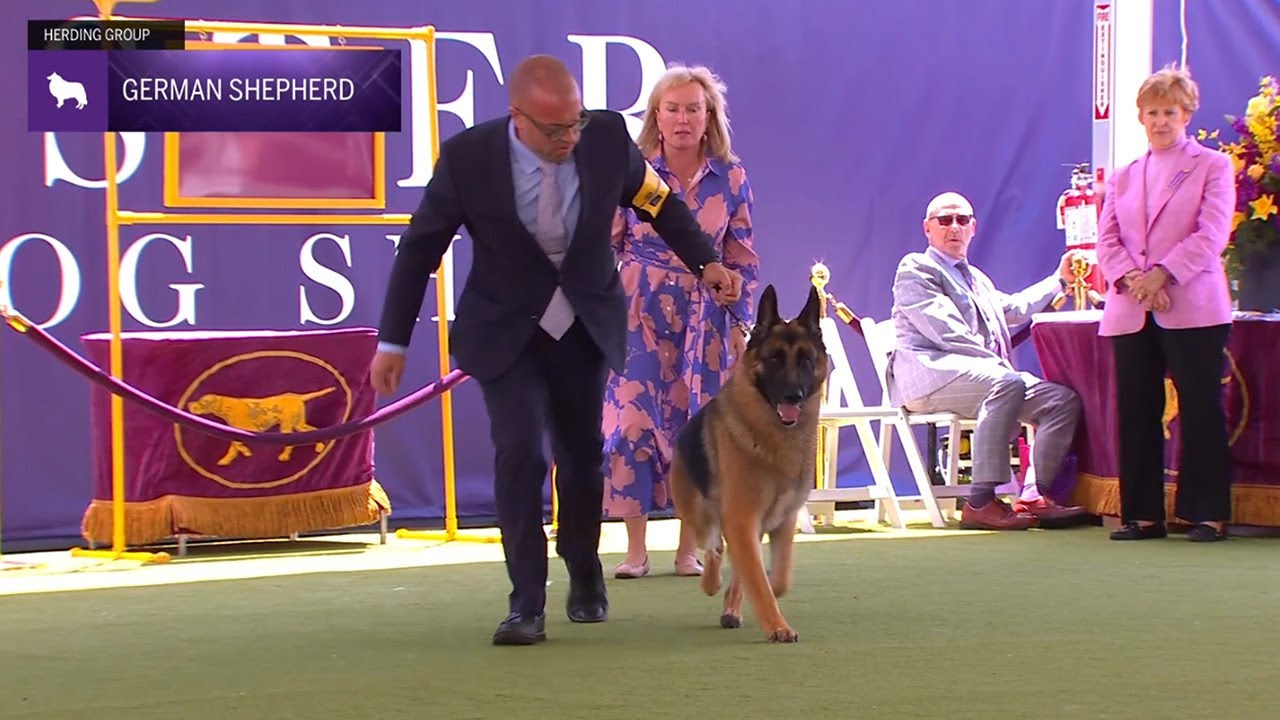 German Shepherd Dogs | Breed Judging 2024