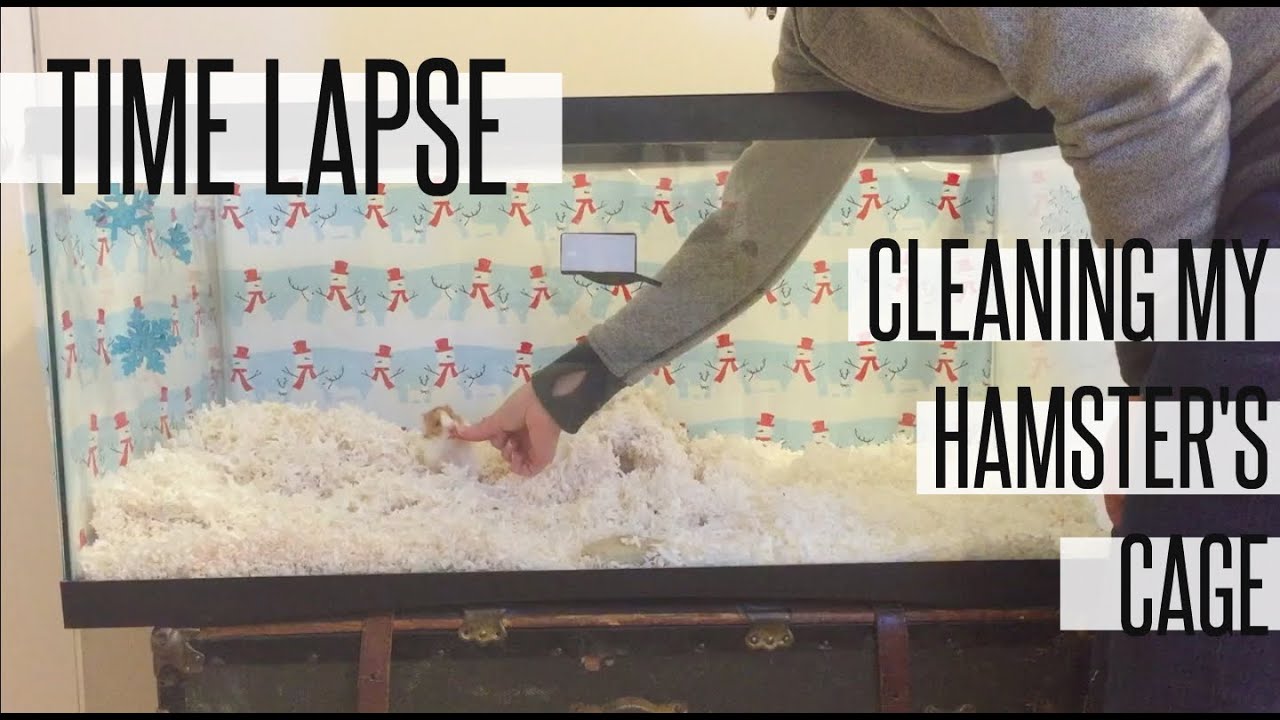 CLEANING MY HAMSTER'S CAGE | TIME LAPSE