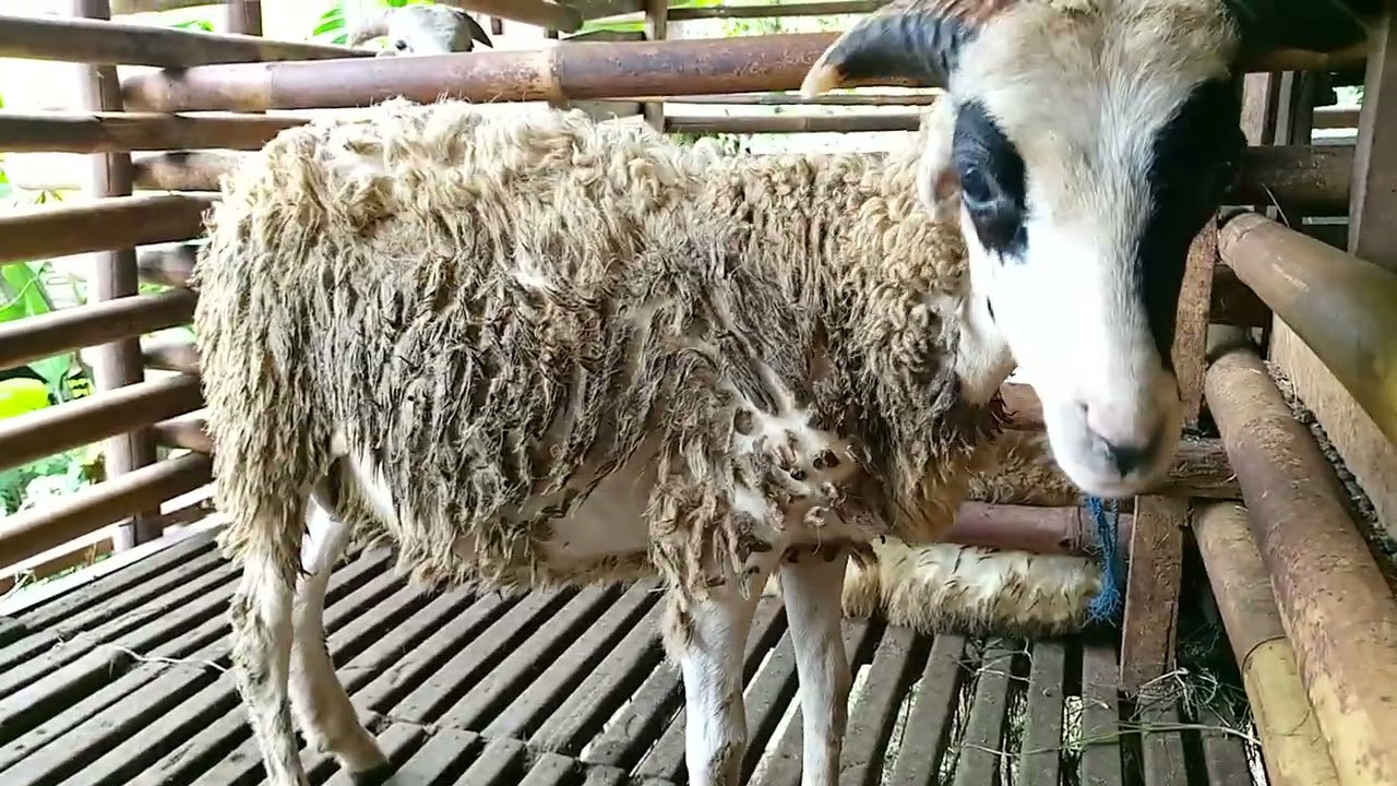 Harga Jalu bahan Garut 1juta rupiah 