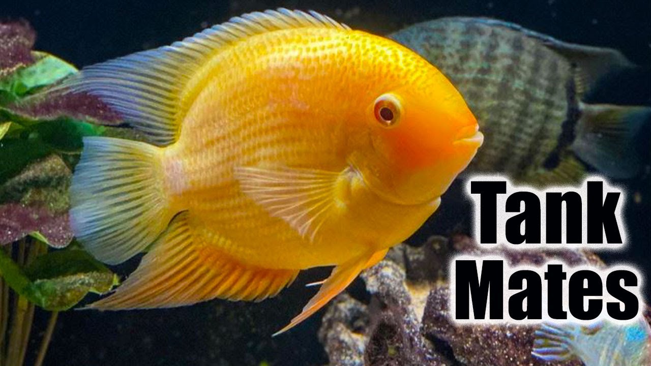 Top 10 Tank Mates for Severum Cichlids