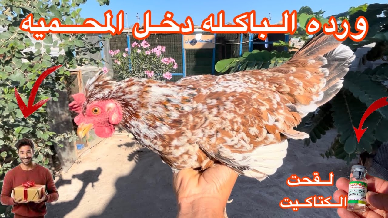 اوحيد🐓غادر المحميه🥹جبتلكم دجاجه🐔وردالباكله🐔لقحت💉الكتاكيت🐣نقلت البيض🥚