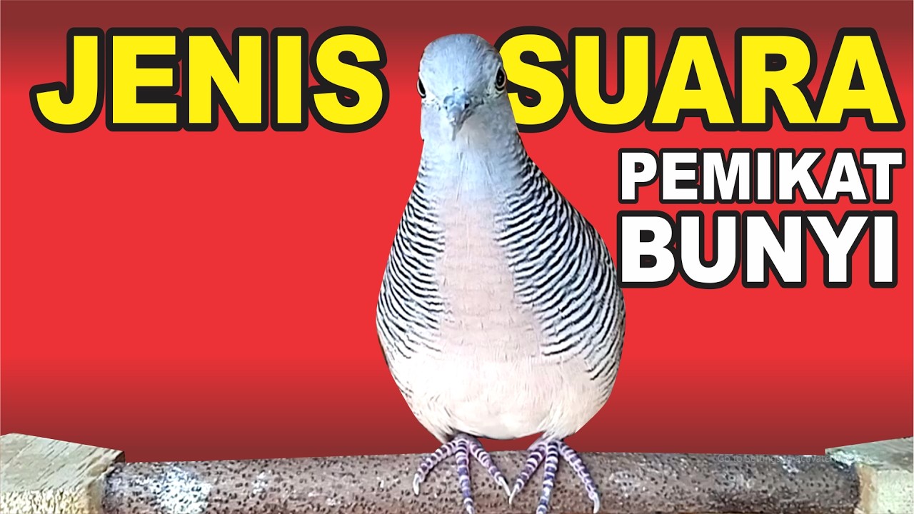 suara burung Perkutut Lokal Gacor alam bebas - paling manjur buat masteran