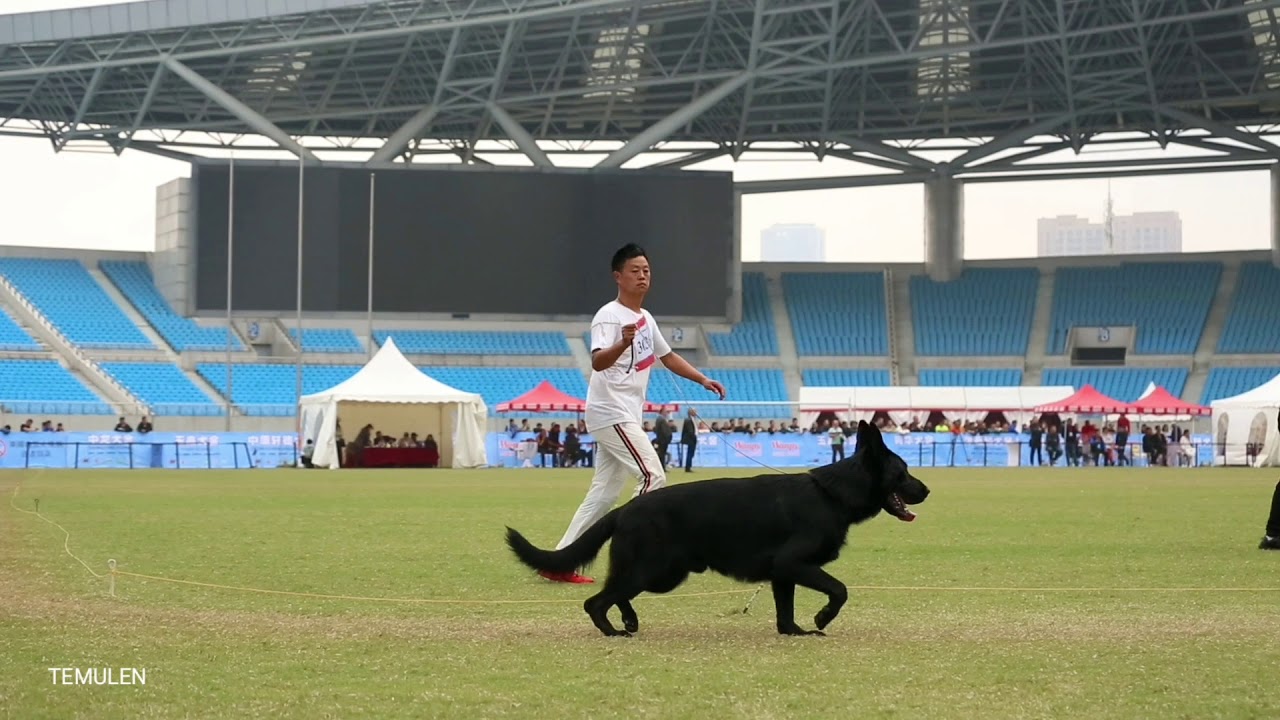 Chinese Sieger Show 2019