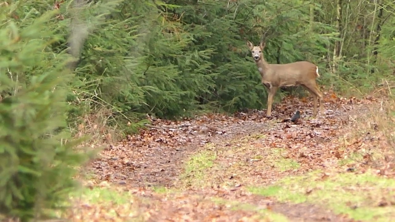 Ree in de bossen bij ORO/Rijtven in Deurne vond de wandelaar met zijn camera wel interessant