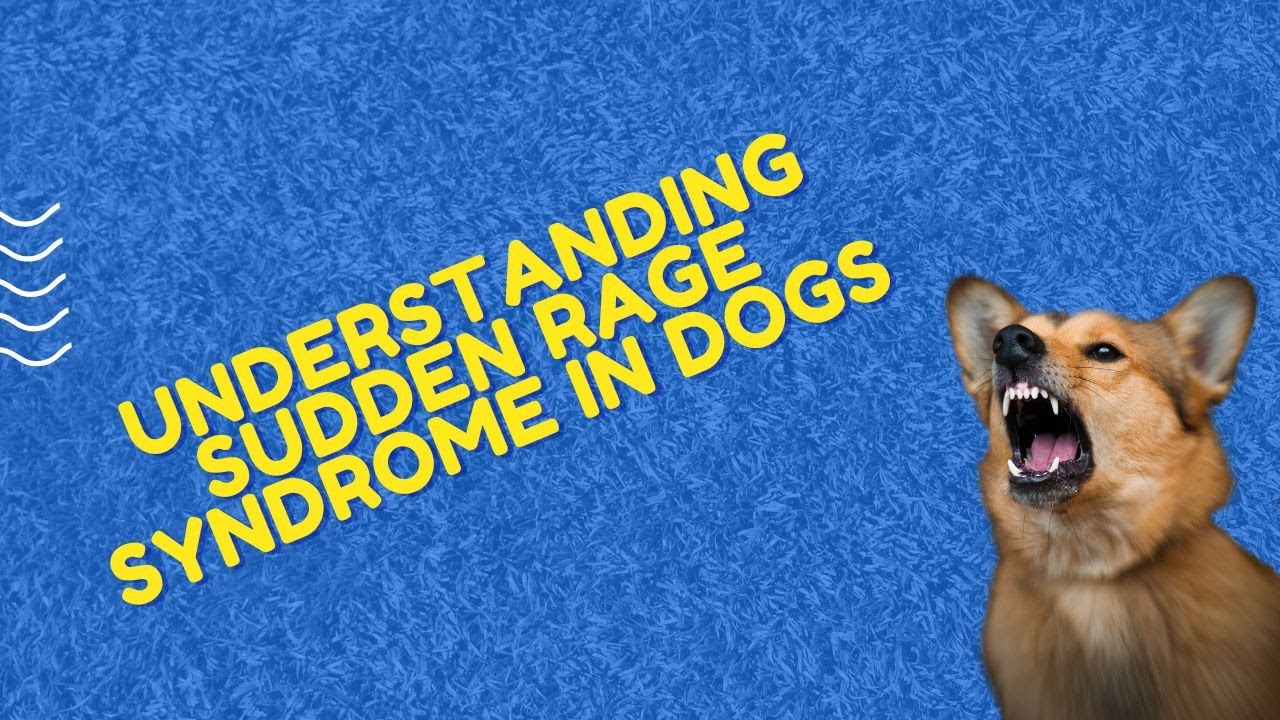🐶 Understanding Sudden Rage Syndrome in Dogs 🐾