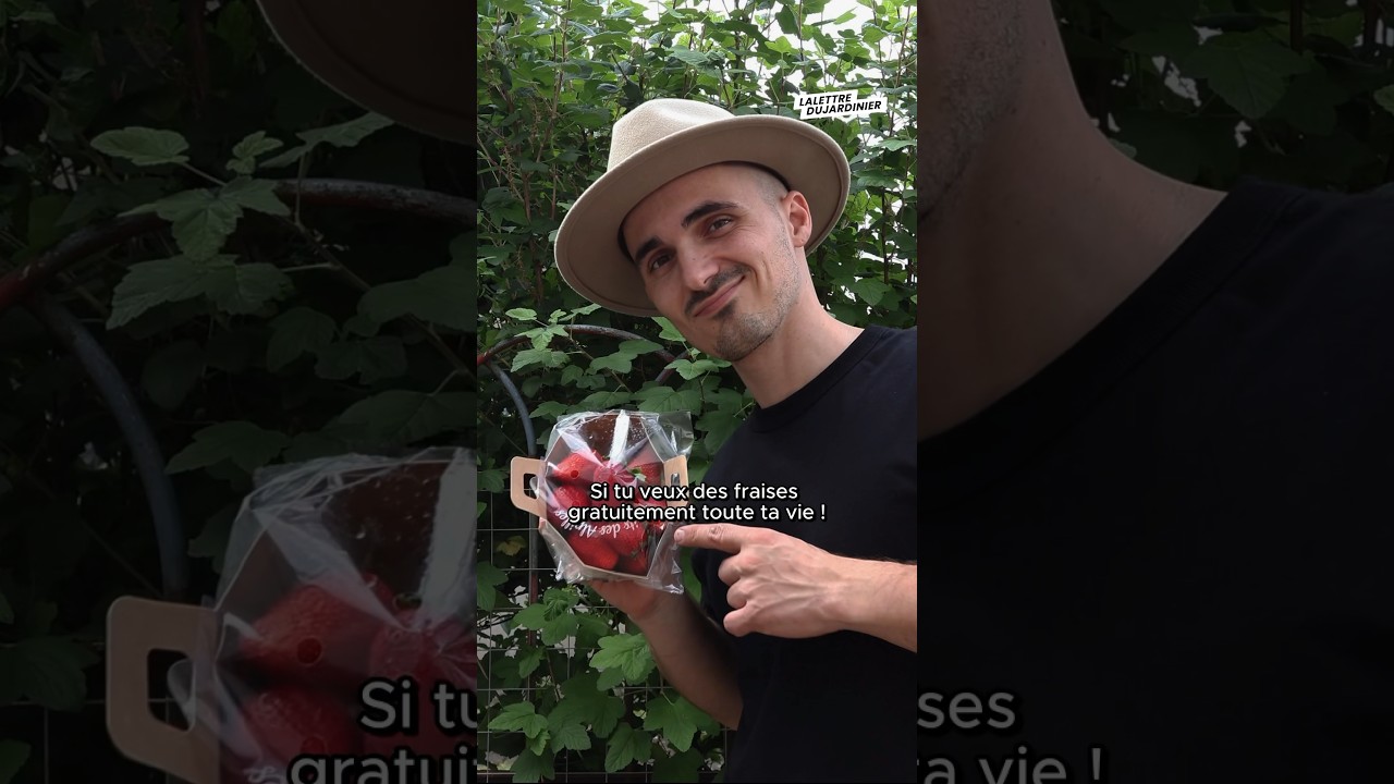 Comment avoir des fraises gratuites &agrave; vie 🍓 #fraise #fruit #fruits #jardin #cuisine #permaculture