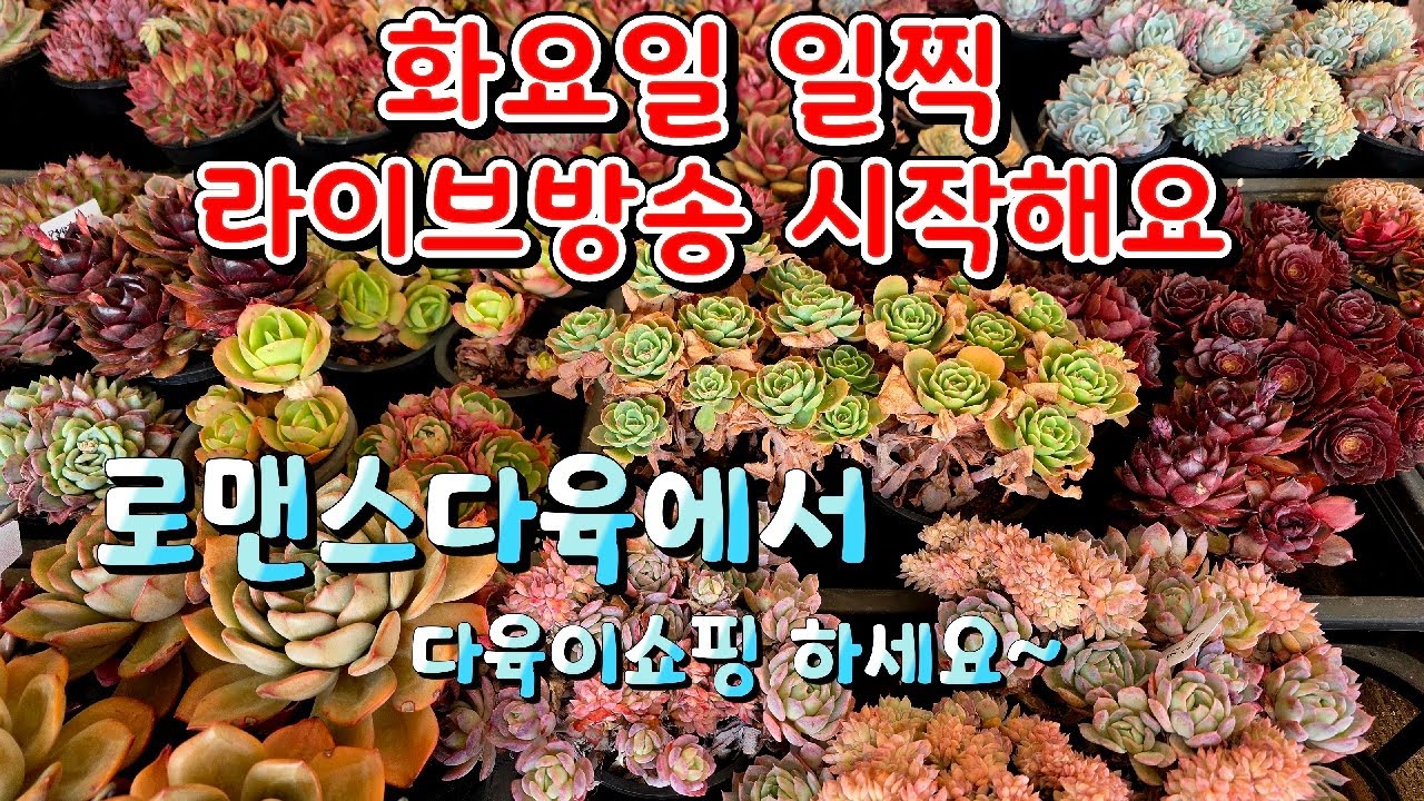 26년 3월 17일. 로맨스다육 라이브방송  군생ㆍ예쁜이 맛집💕 문자 010-2781-1080 #다육이 #다육식물 #다육 #화분할인