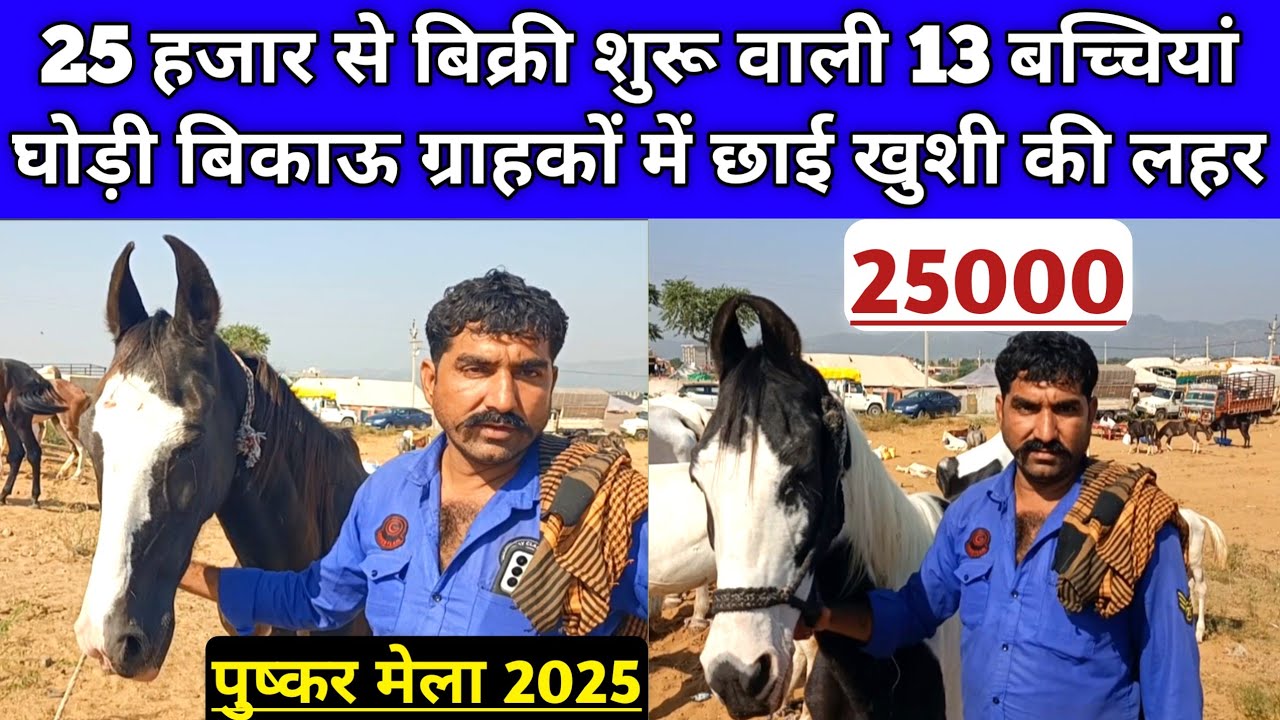 पुष्कर 25 हजार से बिक्री शुरू वाली 13 बच्चियां घोड़ी बिकाऊ ग्राहकों में छाई खुशी। Pushkar fair 2025।