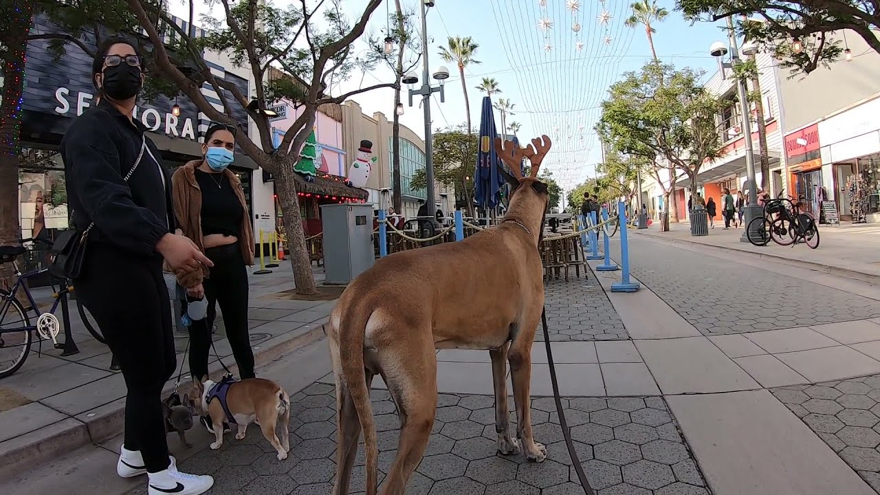 Cash 2.0 Great Dane holiday season in Santa Monica 6