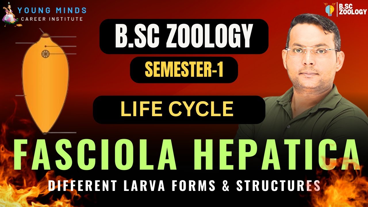 Life Cycle of Fasciola Hepatica | Liver Fluke | B.Sc Zoology | Semester-1