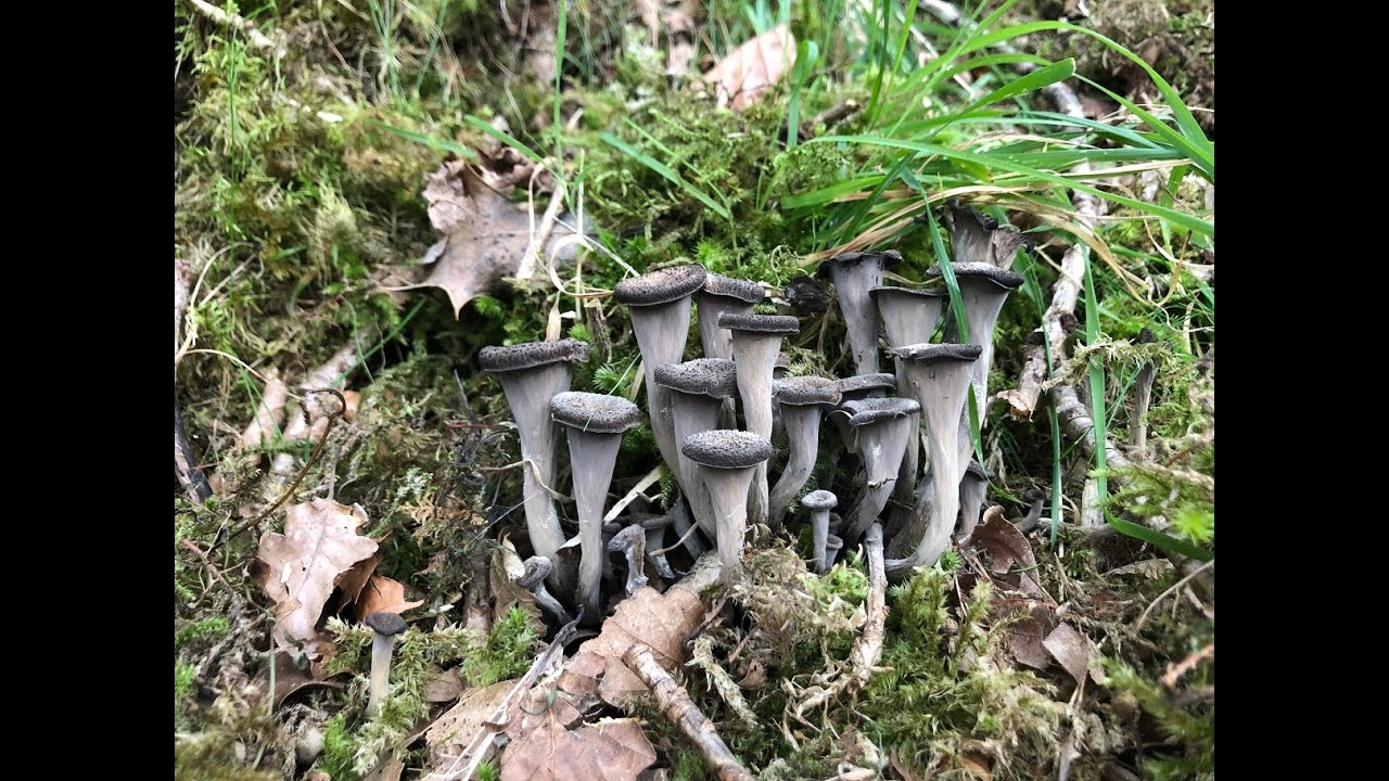 Поиски пропитания в конце августа в районе Дроверс-Рест в Херефорде