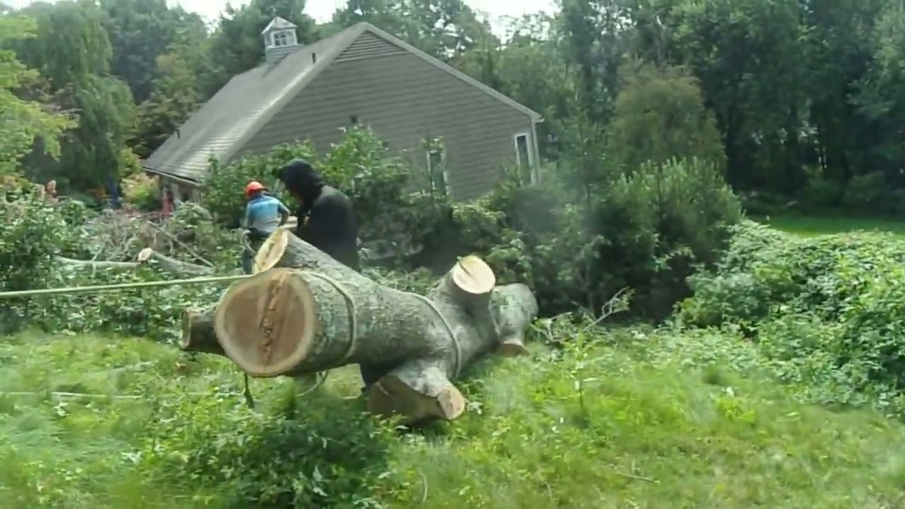 Evarts Tree Service Part 6 #treebiz #treecutting #arblife