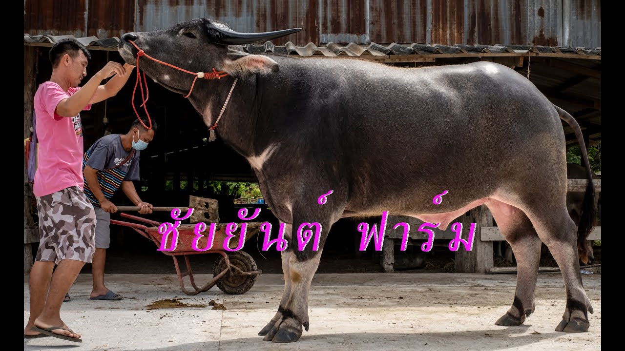 Open the pen at Chaiyan Farm, fighting chickens and beautiful buffaloes in Chonburi. See the hand...